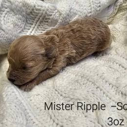 Poodle Puppies from Tiny Toy Poodles