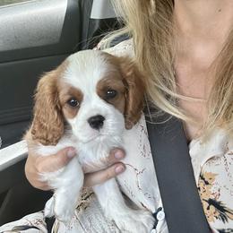 Cavalier King Charles Spaniel Puppies from Cane Creek Cavaliers