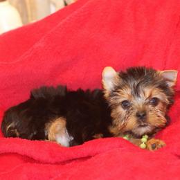 Green Bow Girl - Blue and gold female Yorkshire Terrier puppy in Stanton, California from Essence of Grace Yorkies