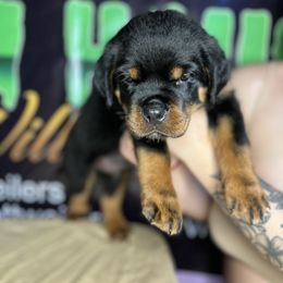 "5 week old pup from one of our past breedings" Rottweiler Puppies from VHWilliamsRottweilers