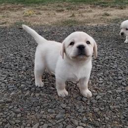 Labrador Retriever Puppies from Gifford Ranch Labradors