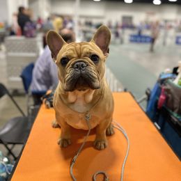 French Bulldog Puppies from Von Bales French Bulldogs