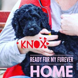 Goldendoodle Puppies from Central Texas Poodles and Doods