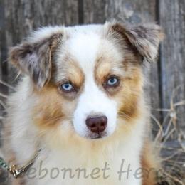 Miniature American Shepherds, Miniature Australian Shepherds, Pembroke Welsh Corgis, and Toy Australian Shepherds from Texas Bluebonnet Herders