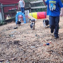 Australian Shepherd and Golden Retriever Puppies from Barking Creek Ranch