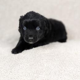 Vincent - Black & white male Miniature Australian Shepherd puppy in Bedias, Texas from JSK Aussie and Cavaliers