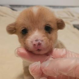 Smooch - Red male Pembroke Welsh Corgi puppy in Tomball, Texas from Larsen Loved Corgis