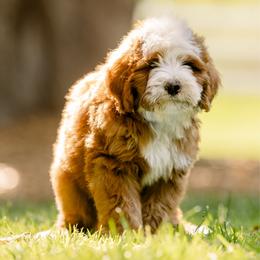 Finn - Red male Bernedoodle puppy in Temecula, California from Country Hills Doodles