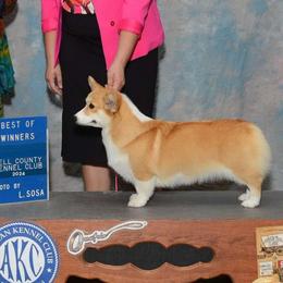 Kimi - Pembroke Welsh Corgi