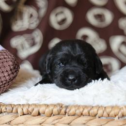Female one - Black female Labrador Retriever puppy in Williamston, Sc, South Carolina from Dutton Dog Co & Dalla Grazia Doberman