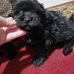 Tango - Black male Maltipoo puppy in Arkansas from Brew House