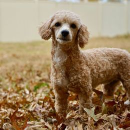 Cavapoos, Cockapoos, and Poodles from KDK Missouri Miniature Poodles
