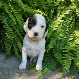 Boy 2 Tan - White male Llewellin Setter puppy in North Dinwiddie, Virginia from Pups Furever
