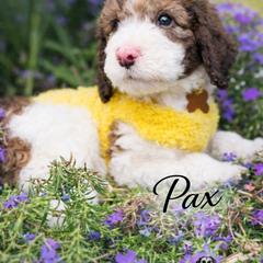 Pax - Brown male Whoodle puppy in Knoxville, Tennessee from Fleury Farm Doodles TN