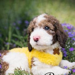 Pax - Brown male Whoodle puppy in Knoxville, Tennessee from Fleury Farm Doodles TN
