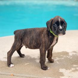 Blaze of Glory (Blaze) - Brindle male Boxer puppy in Georgia from Stephanie’s Boxers