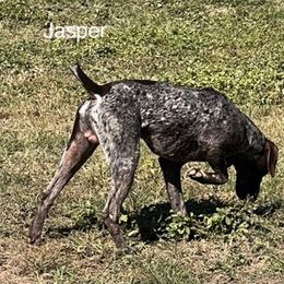 German Shorthaired Pointer All Grown Up from Hunter Heights Kennel