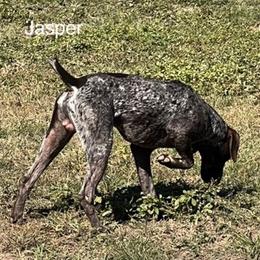 German Shorthaired Pointer All Grown Up from Hunter Heights Kennel
