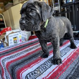 Green collar - Tiana - Black brindle female Cane Corso puppy in Vallejo, California from Rico's Cane Corso