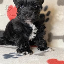 Miniature Schnauzer Puppies from Fraizer Farms