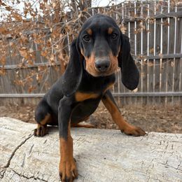 Blue - Black and tan female Black and Tan Coonhound puppy in Pueblo, Colorado from BT Coonhound