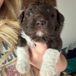 Boy 1 - Brown male Lagotto Romagnolo puppy in Sherman, Texas from Texas Lagottos
