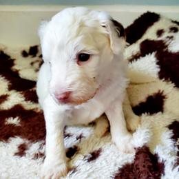 Lily - White female Sheepadoodle puppy in Bellevue, Iowa from Fluffy Wonders Poms and Doodles