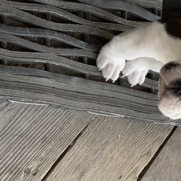 Olde English Bulldogge Puppies from Gods Of Olympus Bulldogges