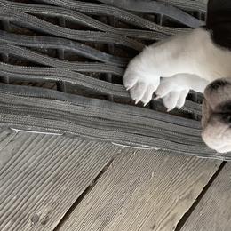 Olde English Bulldogge Puppies from Gods Of Olympus Bulldogges