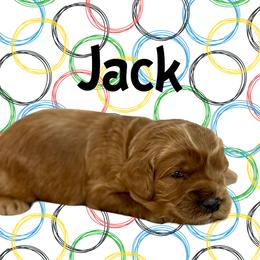 JACK - Red male Australian Labradoodle puppy in Austin, Texas from AussieTex Labradoodles