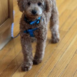 Jersey - Poodle