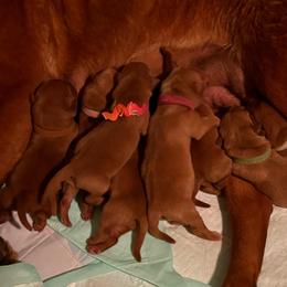 Olaf - Yellow male Labrador Retriever puppy in Carlsbad, New Mexico from ECMO Farm Dalmatians & Labrador Retrievers
