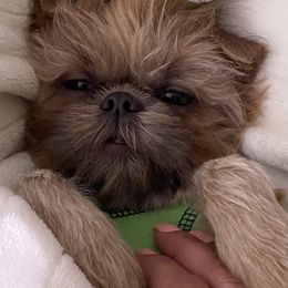 Shih Tzu Puppies from DavOrr’s LoweryBell Shih Tzus