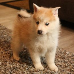Girl 2 - Pomsky puppy from Arctic Kennels (Pomskies, Akitas & Shibas)