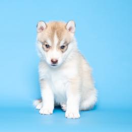 Robicheaux - Red and white male Siberian Husky puppy in Meadow Vista, California from Thistle Hill Siberians