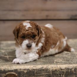 Butterscotch Boy - Red male Whoodle puppy in West Bend, Iowa from Blue Skies Terriers