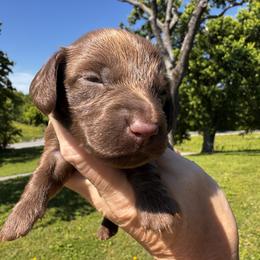 Co Co Puff - Chocolate female Dachshund puppy in Bentonville, Arkansas from T & D Dachshunds by design