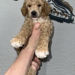Dillamond-AKA-August reserved Indiana - Red  male Poodle puppy in Chino Valley, Arizona from Whiskey Row Royals