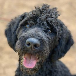 Labradoodles from Mackenzie Seay's Labradoodles