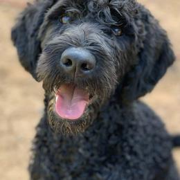 Labradoodles from Mackenzie Seay's Labradoodles