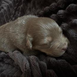 Fire Star - Red tri-color female Australian Shepherd puppy in Albertville, Alabama from Salt Creek Aussies