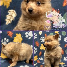 Purple - Chocolate merle female Pomeranian puppy in Terre Haute, Indiana from Divine Inspired Poms