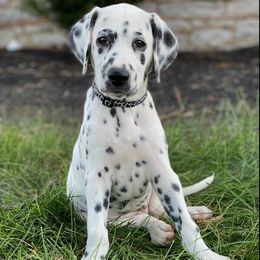 Dalmatian All Grown Up from Antietam Dalmatians