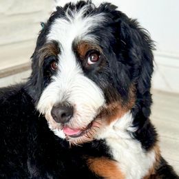 Bernedoodle, Goldendoodle, Poodle, and Sheepadoodle All Grown Up from Dapper Doodles