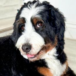 Bernedoodle, Goldendoodle, Poodle, and Sheepadoodle All Grown Up from Dapper Doodles