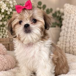 Vida - Gold and white female Shih Tzu puppy in Orlando, Florida from Shih Tzu Puppy in Orlando