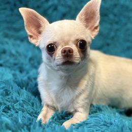 Soita - Chihuahua