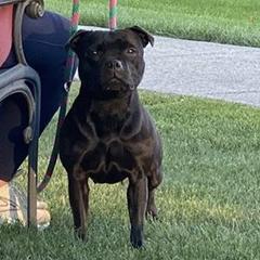 Staffordshire Bull Terriers from KnowJokes Staffordshire Bull Terriers