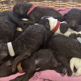 Poodles from Kenney kennels