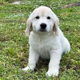 Bluey - Light golden female Golden Retriever puppy in Lehigh Acres, Florida from Puppy Love